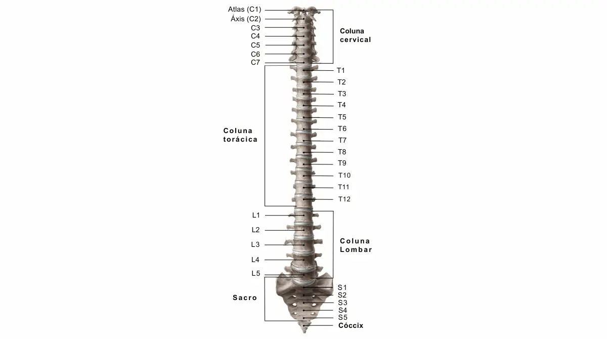 Hérnia de Disco - Anatomia da Coluna Vertebral