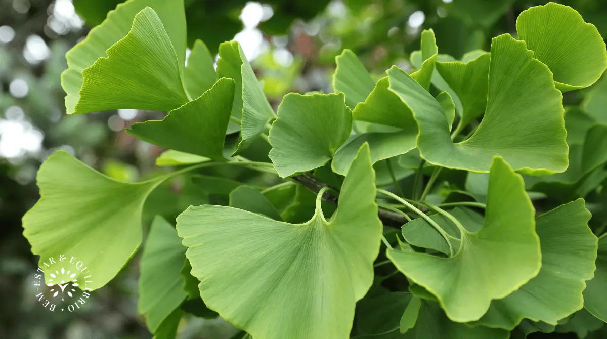 Ginkgo Biloba para aumentar a libido