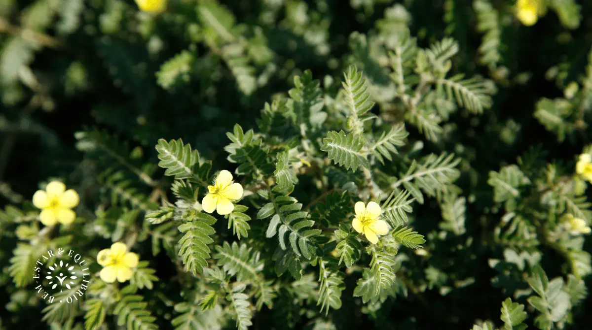 Tribulus Terrestris para aumentar a libido